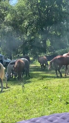 Riverside summer day: horses, paddleboarding, and a camp setup