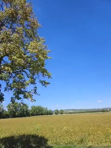 The video pans across a rural landscape under a bright blue sky. The foreground features several trees, some with green leaves and others with sparser foliage. Beyond the trees, a large field of yellow or green crops stretches into the distance. A dirt path curves through the field in the latter half of the video. There are no people or animals visible in the frame. The environment appears to be natural and undeveloped.