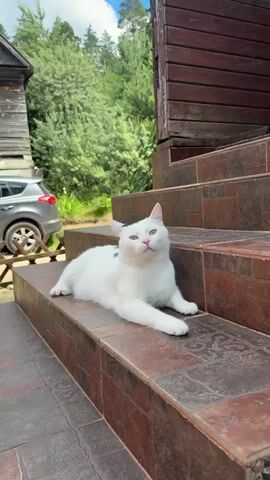 A white cat with black markings on its head lies on the bottom step of a wooden staircase outdoors. The cat is looking up and to the left. The staircase is made of wood and brick. In the background, there is a wooden house, a car, and trees. The sky is cloudy.
