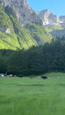 The video shows a green meadow with several cows and a few deer grazing. In the background, there is a dense forest and a mountain range with snow-capped peaks. The sky is clear and blue, indicating a sunny day. The scene appears to be a rural or mountainous landscape.