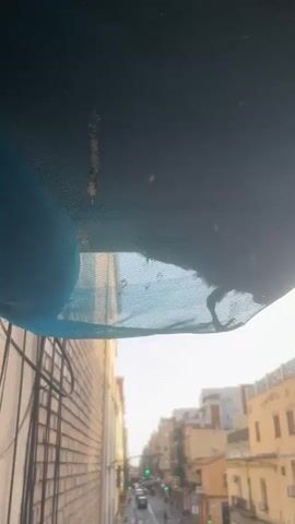A pigeon is entangled in a blue net hanging from an awning. The pigeon struggles and tries to free itself. In the background, a street with cars and buildings is visible. The sky is bright, suggesting daylight.