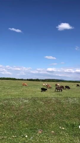 A wide shot of a grassy field on a sunny day. The sky is a bright blue with scattered white clouds. Several animals, including sheep and cows, are grazing in the field. The animals are of various colors, including brown, black, and white. Some of the animals are standing, while others are grazing. The field is covered in green grass and small white flowers. In the background, there are trees and hills. The overall scene is peaceful and idyllic.