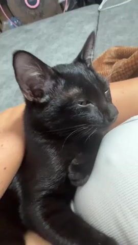 A black cat rests on a person's lap, with its head turned to the right and its eyes closed. The cat's body is partially visible, and it is lying down. The person's arm is supporting the cat. The background is out of focus but appears to be an indoor setting with furniture.