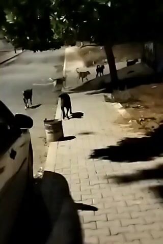A dimly lit, low-resolution video shows a street scene at night. Several dogs are visible on a sidewalk and in the street. A car is parked on the left side of the frame, partially obscuring the view. There is a tree with dense foliage overhead, casting shadows on the ground. A garbage bin is visible near the sidewalk. The street is paved and illuminated by distant streetlights. The general atmosphere suggests a residential area. The dogs appear to be moving freely around the street and sidewalk.