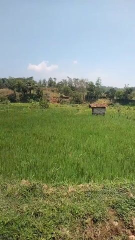 The video shows a vast expanse of vibrant green vegetation, likely a field of crops, stretching across the frame. The ground is covered in lush grass, with some patches of dry, brown earth visible at the bottom. In the mid-ground, a small, simple structure with a reddish-brown roof stands among the greenery. Beyond the field, a gentle slope rises, covered in trees and more vegetation, with a clear blue sky overhead. The overall scene depicts a rural landscape on a bright, sunny day. There are no people or animals visible in the frame, nor any discernible actions or interactions taking place.