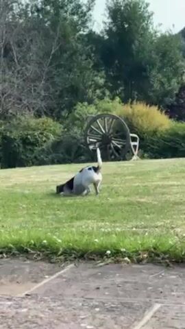 The video shows a small dog in a grassy yard. The dog is black, white, and tan and has a short tail. The dog starts by sticking its face in the grass, and then rolls over and thrashes around on its back. A wooden wheel is in the background, along with trees and bushes. The foreground is a paved area, possibly a sidewalk or patio. The video is shot in daylight, and the weather appears to be sunny.