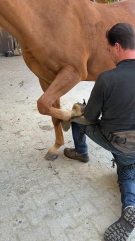 A farrier kneels beside a brown horse, working on its front hoof. The horse's leg is lifted and held by the farrier, who is wearing work clothes and a tool belt. The ground is paved with interlocking stones, and a wall and some trees are visible in the background.