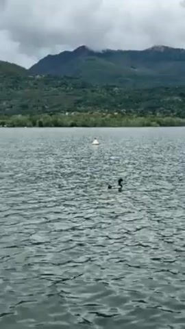 Here's a matter-of-fact description of the scene:

The video shows a lake on a cloudy day with a mountain range visible in the background. The water is rippled. A duck swims towards the right side of the frame. A white buoy floats on the lake in the distance.