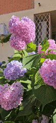 Hydrangeas in full summer bloom, Krasnodar