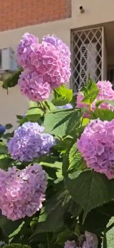 Hydrangeas in full summer bloom, Krasnodar