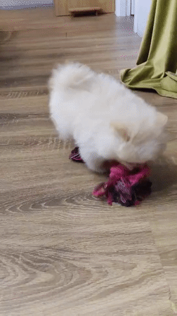 Pomeranian puppy plays with toys on a wooden floor