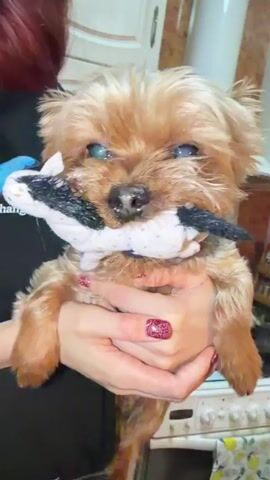 A person holds a small brown dog that has a plush cow toy in its mouth. The dog is facing the camera. The person’s nails are painted red and glittery. The person is wearing a black shirt with a butterfly graphic. The background shows a kitchen with a stove, refrigerator, and cabinets. The person is speaking, and the language is most likely Russian.