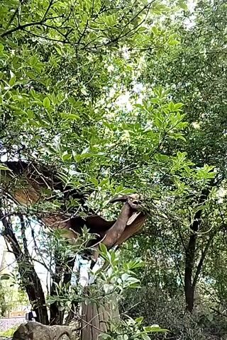 The scene showcases a statue of a dragon standing within a dense, verdant tree. The camera is positioned beneath the tree, looking upwards, and captures the dragon sculpture amidst the leafy canopy. The statue is predominantly brown and blends with the branches. The tree’s foliage is thick and green, with sunlight filtering through the leaves. The video has a somewhat shaky quality, possibly due to handheld filming. The background includes glimpses of a park with other trees and figures in the distance. A voice speaks about the dragon.