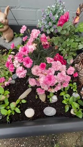 The video shows a close-up view of a flower bed filled with various pink carnations and some red roses. The flowers are vibrant and in bloom, with some dew or raindrops visible on the petals and leaves, indicating it might have recently rained or been watered. The flower bed also contains some small green plants and several smooth, grey and white stones scattered amongst the soil and plants. In the background, there's a portion of a grey brick wall and a small brown garden ornament resembling a rabbit. The lighting suggests an overcast day or shaded area. The camera movement is subtle, offering a slight pan and tilt, focusing on the textures and colors of the flowers and their surroundings. No people are visible in the frame.