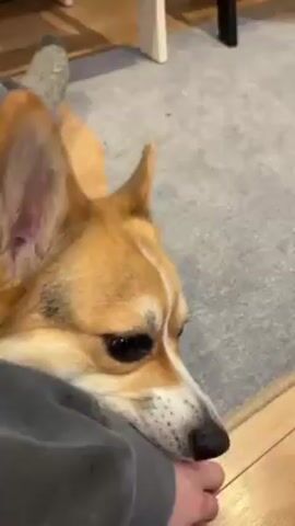 A short video shows a corgi dog interacting with a person. The corgi is mostly orange and white. The person is wearing a grey long sleeve shirt and grey pants with grey socks. The corgi appears to be playfully biting the person’s hand. The person then moves their leg over the corgi. The video ends with a close up on the corgi's face. The background is a room with what appears to be light colored hardwood floors. There is a white stool or small table in the background.