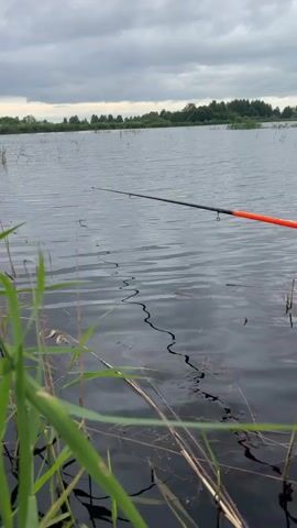 The video begins with a close-up of rippling water from the perspective of someone sitting in a boat. A fishing rod with an orange tip extends into the frame, its line disappearing into the water. Reeds and tall grass are visible along the edge of the water in the foreground. The background shows a calm lake with a tree line and a cloudy sky. The camera then pans to show the person's hands holding the fishing reel, revealing the spool and the line. The person is wearing light-colored pants and a dark vest. The shot shifts to show the person's legs and the interior of the boat, which contains an oar and what appears to be a yellow bucket. A small, caught fish is dangling from the vest. The video captures the action of fishing and the environment of a lake on an overcast day.