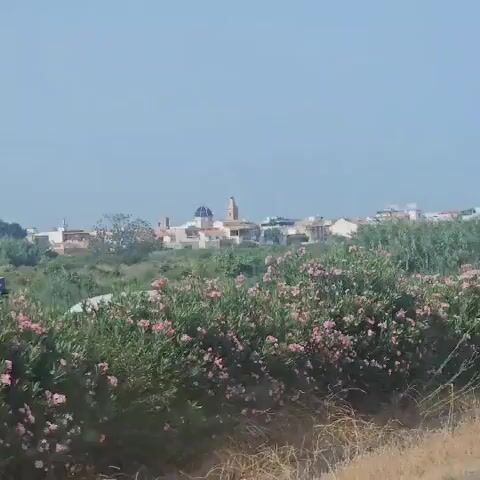A slow-motion, shaky, wide-angle video captures a distant view of a town with a distinctive blue-domed building and a bell tower. The town is nestled behind a foreground of lush green vegetation, featuring tall grasses and scattered pink flowers. The sky is a clear, pale blue, with no clouds visible. The camera appears to be slightly handheld, causing subtle movements throughout the clip. The overall lighting suggests a bright, sunny day.
