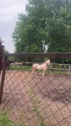 A fenced enclosure contains two horses. A dark brown horse stands in the background on the left, facing away from the camera. A lighter colored horse, possibly cream or white, stands in the middle of the enclosure, facing the camera. The enclosure appears to be an outdoor paddock with dirt ground. In the background, there is a building, trees, and a cloudy sky. A chain-link fence is in the foreground, partially obscuring the view of the horses and enclosure.