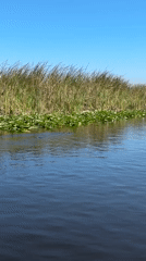 Boater spots crocodile in Florida marsh waters