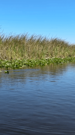 Boater spots crocodile in Florida marsh waters