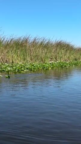 The scene is a calm body of water on a bright, clear day. Along the bank, tall reeds and vegetation line the water's edge. The water has ripples on its surface. The viewpoint seems to be from a flat-bottom boat.