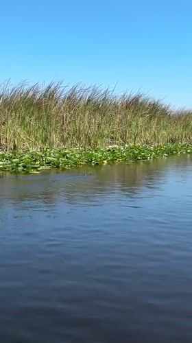 Boater spots crocodile in Florida marsh waters