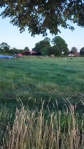 The video pans across a grassy field with a fence in the foreground. Several cows are visible grazing in the distance. Trees and buildings are also scattered throughout the landscape. The sky is clear and blue.