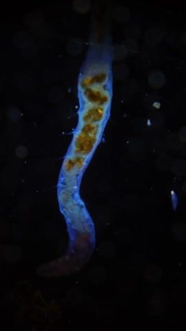 The video shows a microscopic image of an organism, likely marine, against a black background. The organism is elongated, semi-transparent, and appears to be curved, with a blueish tint. There are dark brown or orange clusters visible within its body. Small, hair-like protrusions extend from its sides. There are also a few blurry, out-of-focus circular shapes in the background, which are likely artifacts of the microscopy.