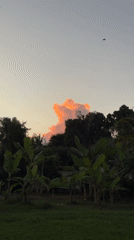Dogs playing and exploring in Kediri residential areas