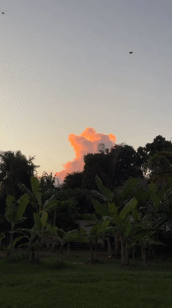 Dogs playing and exploring in Kediri residential areas