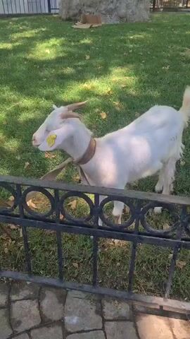 A white goat with short horns and a yellow tag on its ear stands on a grassy area behind a black metal fence. The goat is wearing a brown collar and a strap. The fence has a pattern of circles. The ground in front of the fence is paved with stones. Sunlight filters through trees, casting shadows on the grass. In the background, a large rock or wall is visible, along with some brown cardboard.