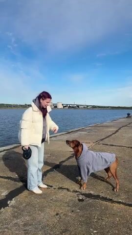 A woman and a dog are on a pier. The woman is wearing a white puffy jacket, light blue jeans, and white shoes. Her hair is partially pulled back and has a maroon tint. The dog is brown and wearing a gray hoodie. The woman is holding a black retractable leash handle. The background shows a body of water, a blue sky with some clouds, and a structure on the other side of the water. The woman holds a treat up and the dog jumps up to get it. She praises the dog, then gives a command for the dog to sit.