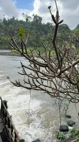 A vertical video clip captures a view of a turbulent river with white water rapids flowing past dark rocks and a lush green hillside covered in trees. In the foreground, a bare tree branch with a single green leaf extends over the water, obscuring part of the view. A dark railing or fence is visible on the lower left side of the frame. The sky above is partly cloudy with patches of blue.