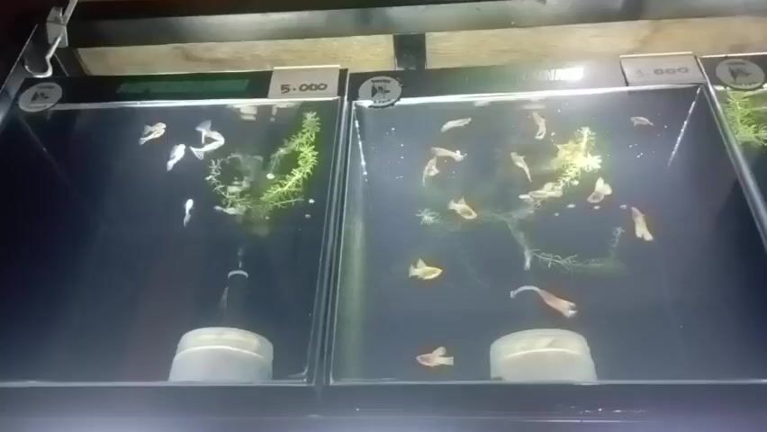 The video shows a close-up, eye-level, slightly angled view of several small glass aquariums stacked on a shelf. The aquariums are filled with water and contain small, colorful fish, primarily guppies, swimming amongst green aquatic plants. The aquariums are illuminated from above, creating reflections on the glass. Some aquariums have labels with prices, such as "5.000." The overall environment appears to be a pet store or aquarium shop. The camera is still, and no actions or interactions are clearly discernible beyond the movement of the fish.