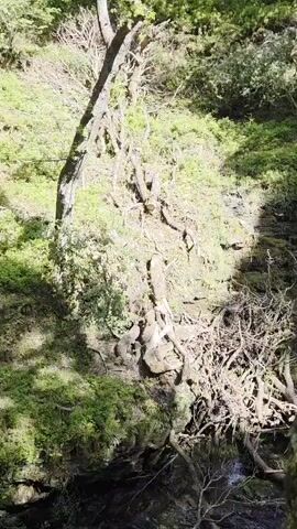The video shows a forest with a small stream running through it. The camera is positioned above the stream, looking down on it. The banks of the stream are covered in green moss and vegetation. There are also several trees and bushes visible. The sunlight filters through the trees, casting shadows on the ground. The overall scene is one of tranquility and natural beauty.