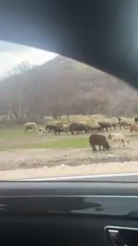 From the inside of a vehicle, a scene is visible showing a herd of sheep grazing in an open, barren field. Some dogs are also visible accompanying the herd. The field is a mix of dirt and sparse vegetation. In the background, a large hill covered with trees and dry brush rises. The sky is overcast, casting a muted light on the scene. The focus is on the sheep, dogs, and the surrounding natural environment.