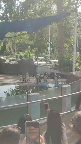 The video shows a crowd of people watching penguins at a zoo. The penguins are standing on rocks and swimming in a pool in front of the crowd. The people are standing behind a railing and are taking photos and videos with their phones. A man is standing on a platform speaking into a microphone. The background is a lush green area with trees and a building.