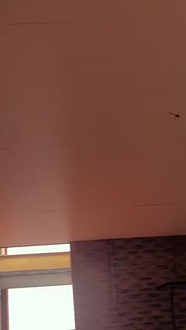 The video shows an outdoor scene, likely at dusk or dawn given the lighting. The camera is tilted upwards, focusing on a ceiling or overhang, with a brick wall visible at the bottom of the frame. A small insect is visible on the ceiling. As the video progresses, a bright light source appears on the right, suggesting the sun. The view then expands to show trees, a ladder, and what appears to be a water tank or silo. The overall impression is of an outdoor area, possibly a patio or backyard, during a time of day with soft, warm lighting.
