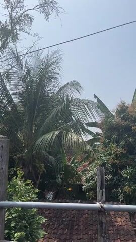 A static shot looks out from behind a metal fence and wooden posts at lush green foliage under a clear sky. The leaves of several trees, including a coconut palm, are visible. A portion of a tiled roof and corrugated metal roof are also visible. The sun appears to be shining brightly.