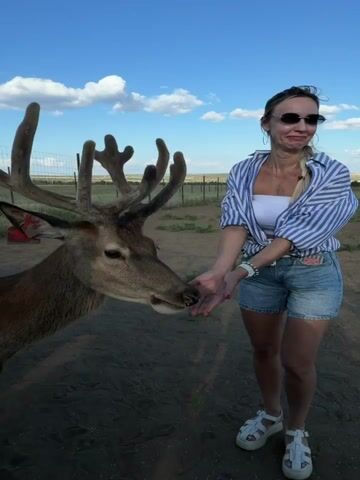 A close-up video shows a deer with large antlers. A woman wearing sunglasses and a white top with a blue and white striped shirt over it, along with denim shorts and white sandals, stands to the right of the deer. She is smiling and looking at the deer. Her right hand is extended towards the deer. In the foreground, a hand is holding some grains, presumably for the deer to eat. The background shows a fence, a grassy field, and a blue sky with white clouds. The ground appears to be dirt with scattered grains. The deer is looking at the camera or the hand feeding it. The video is shot outdoors during the day.