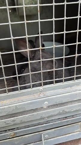 This media file is a close-up, vertical video of a young, dark gray rabbit inside a wire cage. The rabbit is the primary subject. The cage is made of metal with a square grid pattern. The background inside the cage is dark and out of focus, but a white bowl or dish is visible. The setting appears to be an outdoor enclosure, possibly a hutch or a shelter, given the lighting and the somewhat weathered appearance of the cage. The rabbit is looking towards the camera and then turns its head slightly to the side. Its ears are upright and alert. The overall mood is neutral, focusing on the animal. No people are visible. There is no visible text in the media file. The time of day and weather are not clearly discernible. The location context is Medvedevo Urban Settlement, Russia.
