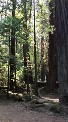 The video shows a slow-moving shot through a redwood forest. Tall, slender redwood trees dominate the frame, with dappled sunlight filtering through their dense canopy. The forest floor is covered in lush green ferns and undergrowth, with fallen logs and branches scattered about. The camera pans from left to right, giving a sense of movement through the forest. The overall impression is one of peace and natural beauty.