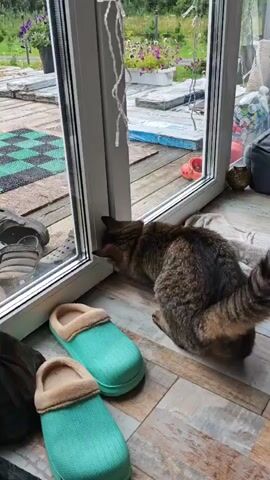 A tabby cat crouches at a sliding glass door, its face pressed against the glass. Two pairs of teal slippers with tan lining lie on the floor in the foreground, one pair partially obscured by the camera's angle. Outside the door, a wooden deck is visible with planters containing pink and purple flowers, as well as a red children's shoe. The cat shifts its position and extends a paw, touching the glass. Another cat, also tabby, enters the frame from the left, moving to sit beside the first cat, both now facing the door.