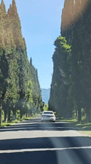 Sunny tree-lined road captured in Abkhazia