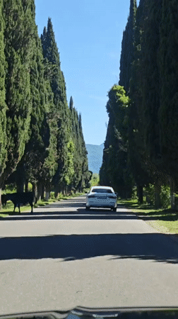 Sunny tree-lined road captured in Abkhazia