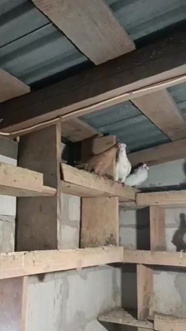 This is a video of a dovecote, which is a structure for housing pigeons. The dovecote is made of wood and has multiple shelves and compartments. There are several pigeons in the dovecote, some of which are white, some are brown, and some have a mix of white and black markings. One pigeon is shown in flight in the center of the frame. The dovecote appears to be inside a building, with a concrete block wall visible in the background and a corrugated metal roof. The lighting is dim, but a light bulb is visible hanging from the ceiling.