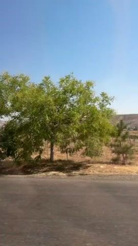 The video shows a view from a vehicle moving past a vineyard. The vineyard consists of rows of wooden stakes and dry, yellow grass. Several trees are visible, some with green leaves and others with sparser foliage. In the background, rolling hills are visible under a clear blue sky. The road in the foreground is asphalt. The camera is positioned to capture the passing scenery.