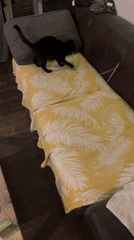 Cat plays with toy, emoji graphics, and a projected game in Gorzow
