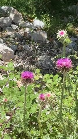 The video shows a close-up view of several blooming thistle plants with purple and pink flower heads. The plants are in a natural outdoor setting, with rocky terrain and green foliage visible in the background. Sunlight filters through the leaves, creating dappled light on the flowers and surrounding vegetation. The camera appears to be static, focusing on the vibrant colors and intricate details of the thistle blossoms.