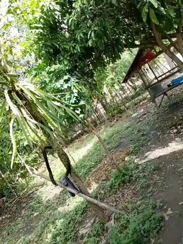 A black snake is coiled around a tree trunk. The tree has large, green, succulent-like leaves growing from it. The ground is covered in dirt, leaves, and patchy grass. Sunlight filters through the lush green foliage of other trees and plants that surround the scene. In the background, there is a wooden structure with a red roof. The camera is angled downwards and pans slightly to the left.